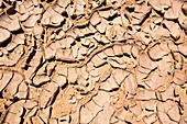 Mud cracks in dried up flood sediment