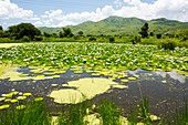 Water lilies growing on marshland
