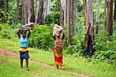 Deforestation in Malawi