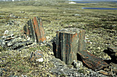 Permafrost frost heave