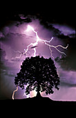 Lightning Hitting a Tree