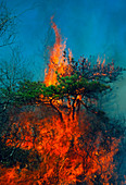 Pitch pine (Pinus rigida) burning in a forest fire