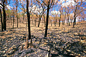 Tropical savannah woodland after bushfire