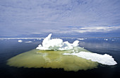 Ice Floe in West Hudson Bay