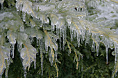 Ice-coated Arborvitae