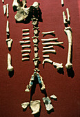 Lucy: Fossil hominid skeleton of A. afarensis