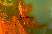 Mosquito in amber