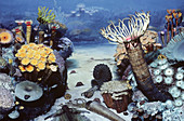 Middle Devonian coral reef scene