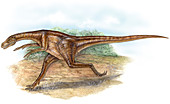 Ornitholestes hermanni dinosaur