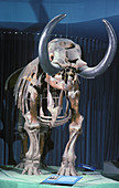 American Mastodon