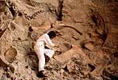 Dinosaur excavation