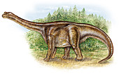 Camarasaurus dinosaur