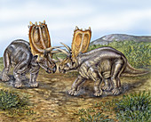 Pentaceratops fight scene