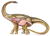Sauropod digestion