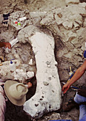 Camarasaurus femur covered in burlap