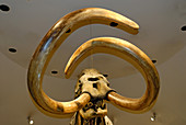 Columbian Mammoth Skeleton