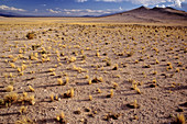 'The Altiplano,Andes,Argentina'