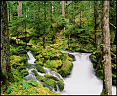 Stream waterfall surrounded by trees and moss
