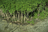 Mangrove Swamp Forest