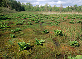 Cranesville Swamp