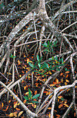 Red Mangrove Seedlings