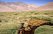 'Wetlands (Bofedales),Andes,Chile'