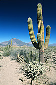 Sonoran Desert in Baja California