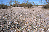 Desert Pavement