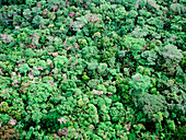 Aerial view of rain forest,Central America