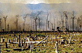 Destruction by burning of the jungle,Peten