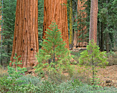 Sequoias in Yosemite