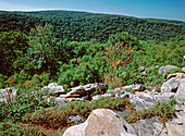 View From Wolf Rocks