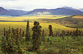 'Taiga forest,Denali National Park,Alaska'
