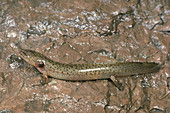 Northern Red Salamander Larva