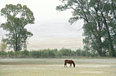 Colorado pasture with horse