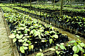 Dipterocarp seedlings,Malaysia