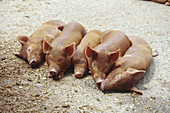 Tamworth Piglets