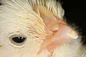 White Leghorn Chick: 8 of 8