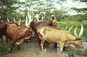 Ankole longhorn cattle herd in Uganda