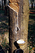 Latex rubber plantation,Malaysia