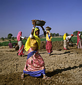 Indian Farmworkers