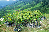 'Tea Plants,Malaysia'