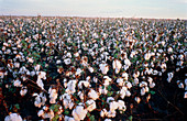 Cotton crop