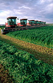 Harvesting alfalfa