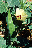 Clemson Spineless Okra