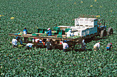 Migrant workers harvesting broccoli