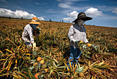 Lanai Filipinos harvest pineapples,Hawaii