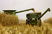Fall corn harvest