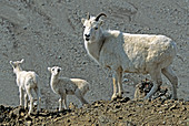 Dalls Sheep ewe and spring lambs