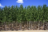 Cottonwood Tree Farm